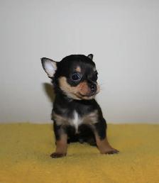 Chihuahua Puppy Medium Coat - Ready to Go - Photo 2