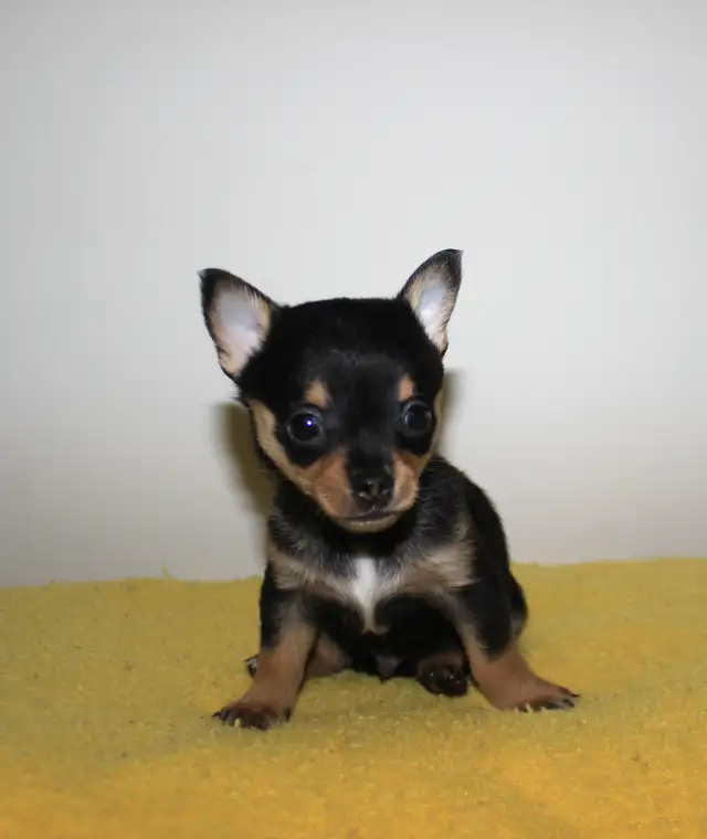 Chihuahua Puppy Medium Coat - Ready to Go - Photo 3