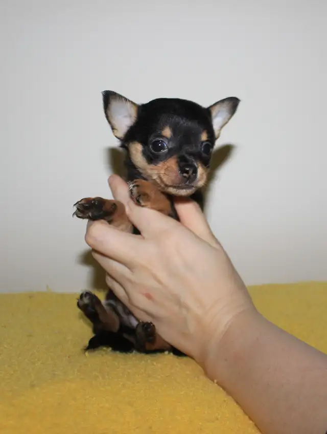 Chihuahua Puppy Medium Coat - Ready to Go - Photo 4