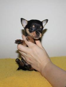 Chihuahua Puppy Medium Coat - Ready to Go - Photo 4