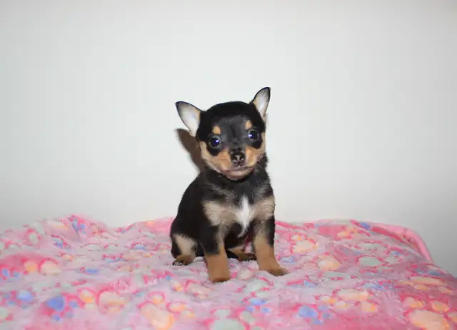 Chihuahua Puppy Medium Coat - Ready to Go - Photo 5