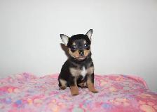 Chihuahua Puppy Medium Coat - Ready to Go - Photo 5