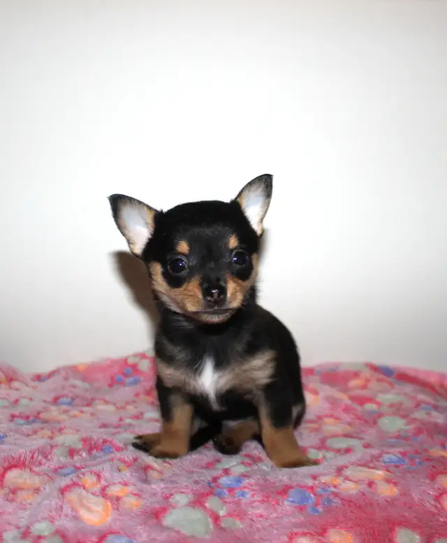 Chihuahua Puppy Medium Coat - Ready to Go - Photo 6