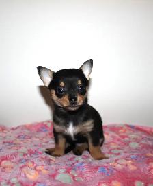 Chihuahua Puppy Medium Coat - Ready to Go - Photo 6