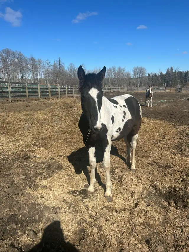 Percheron cross yearling