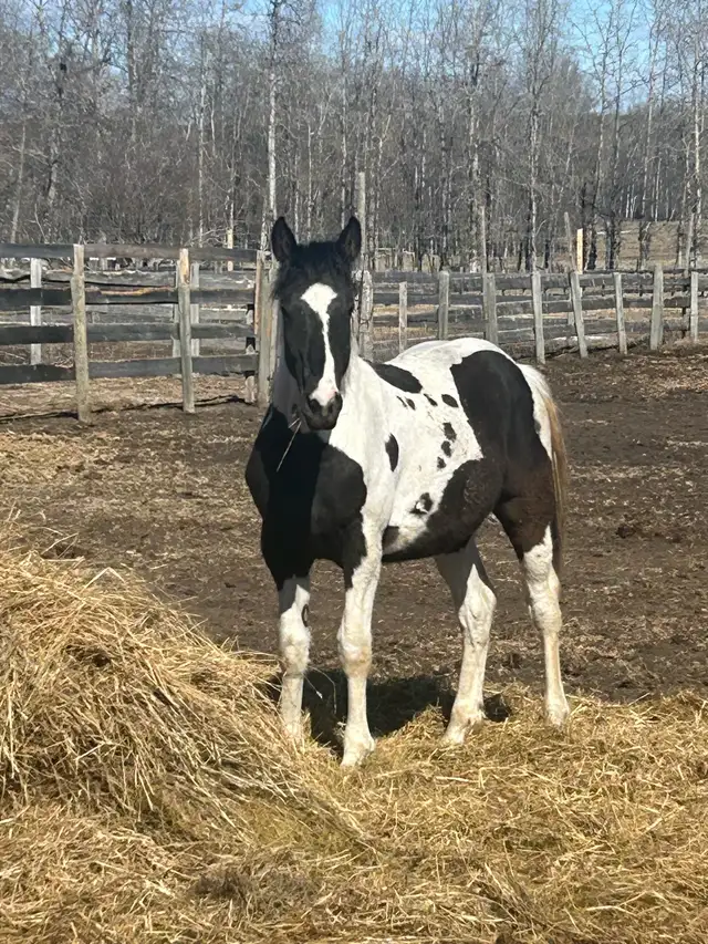 Percheron cross yearling - Photo 2