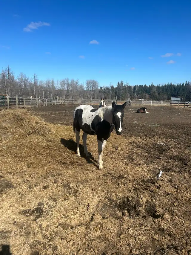 Percheron cross yearling - Photo 3