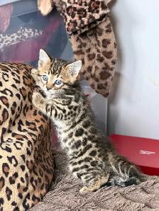 Beautiful Purebred Bengal Kittens Ready To Go!