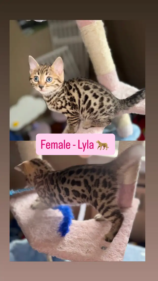 Beautiful Purebred Bengal Kittens Ready To Go! - Photo 3