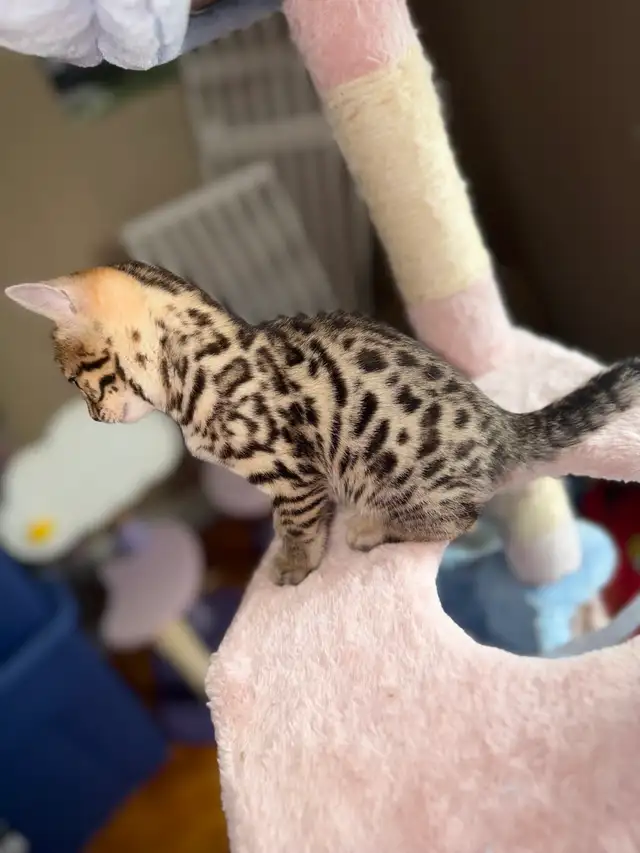 Beautiful Purebred Bengal Kittens Ready To Go! - Photo 4