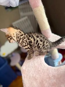 Beautiful Purebred Bengal Kittens Ready To Go! - Photo 4