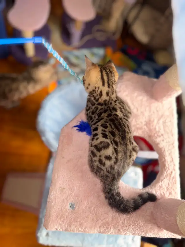 Beautiful Purebred Bengal Kittens Ready To Go! - Photo 5