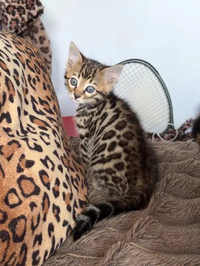 Beautiful Purebred Bengal Kittens Ready To Go! - Photo 7