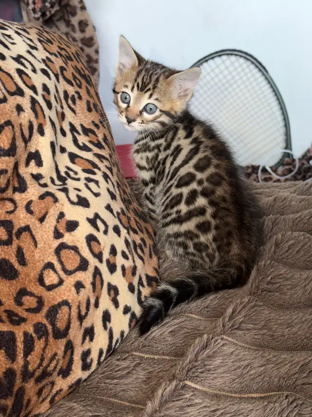 Stunning Top Shelf Bengal Kittens - Photo 3