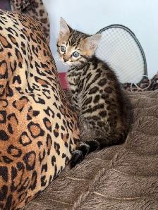 Stunning Top Shelf Bengal Kittens - Photo 3