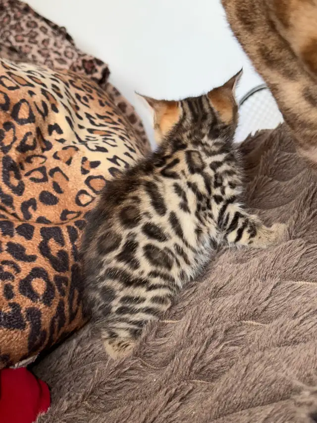 Stunning Top Shelf Bengal Kittens - Photo 4