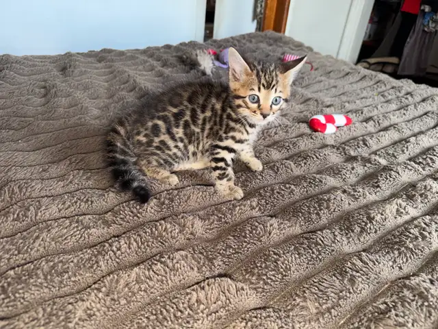 Stunning Top Shelf Bengal Kittens - Photo 5