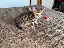 Stunning Top Shelf Bengal Kittens - Photo 5