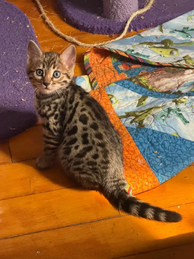 Stunning Top Shelf Bengal Kittens - Photo 8