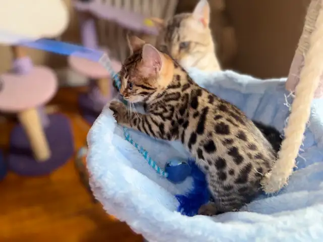 Stunning Top Shelf Bengal Kittens - Photo 10