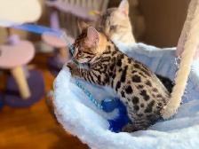 Stunning Top Shelf Bengal Kittens - Photo 10
