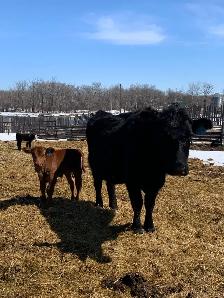 4 quiet older cow calf pairs