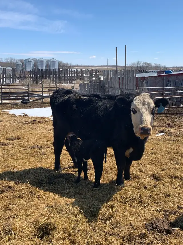 4 quiet older cow calf pairs - Photo 2