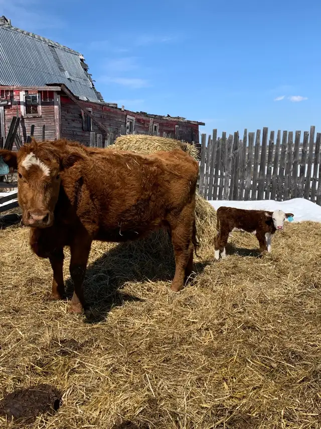 4 quiet older cow calf pairs - Photo 3
