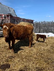 4 quiet older cow calf pairs - Photo 3