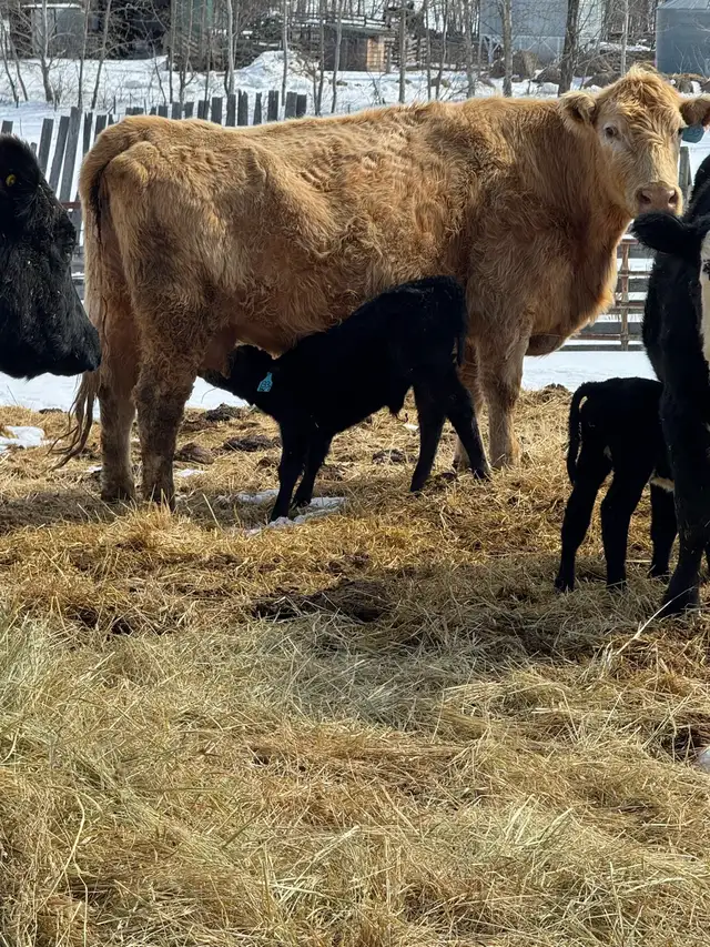 4 quiet older cow calf pairs - Photo 4