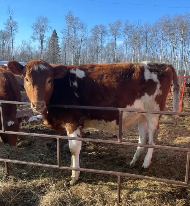 guernsey milkcow