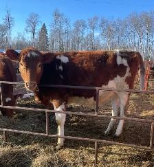 guernsey milkcow