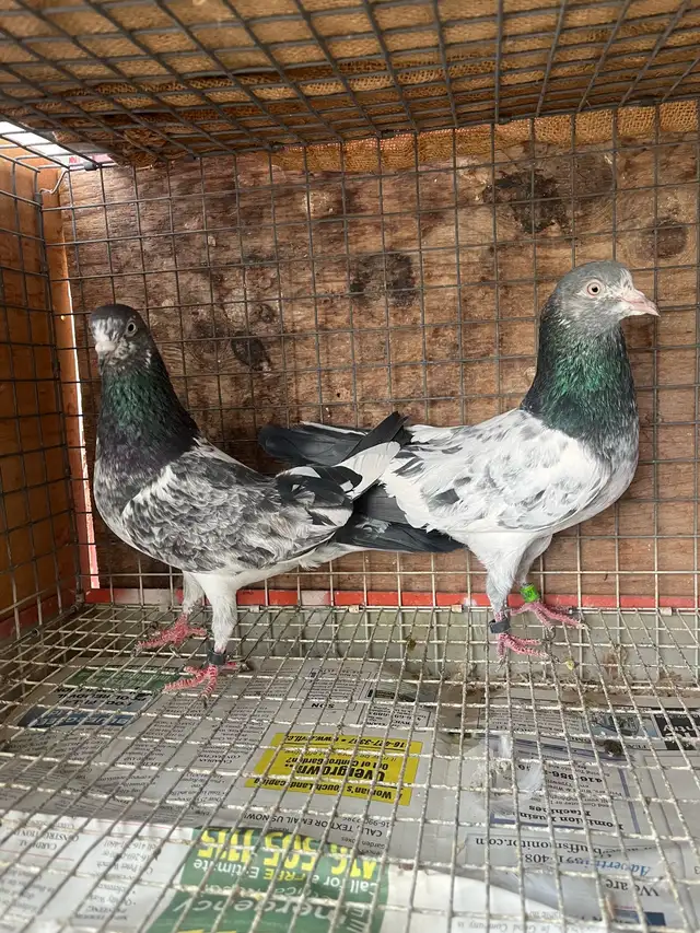 pigeon for sale