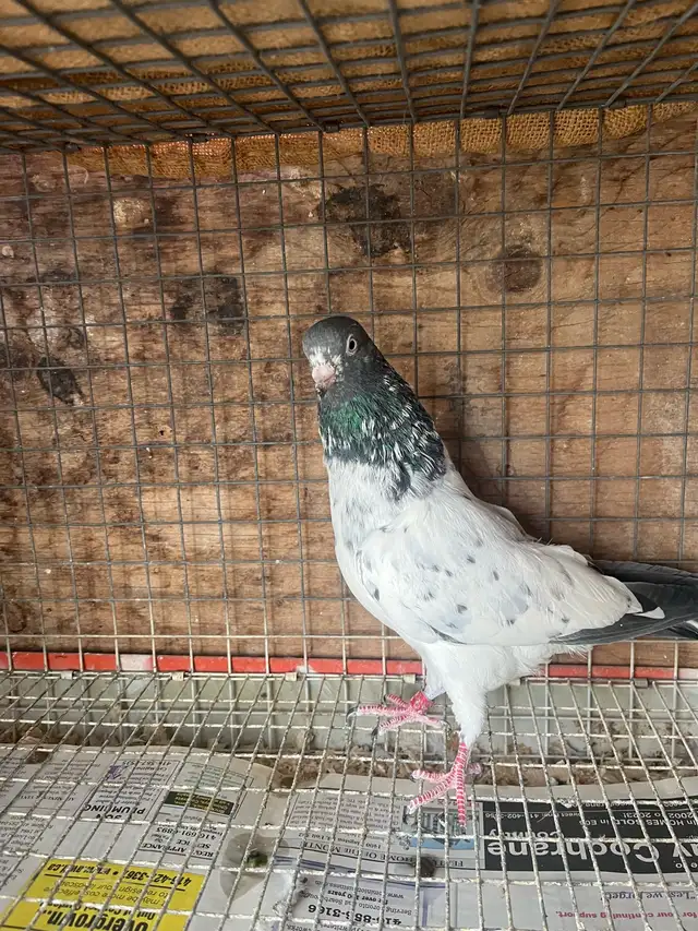 pigeon for sale - Photo 7