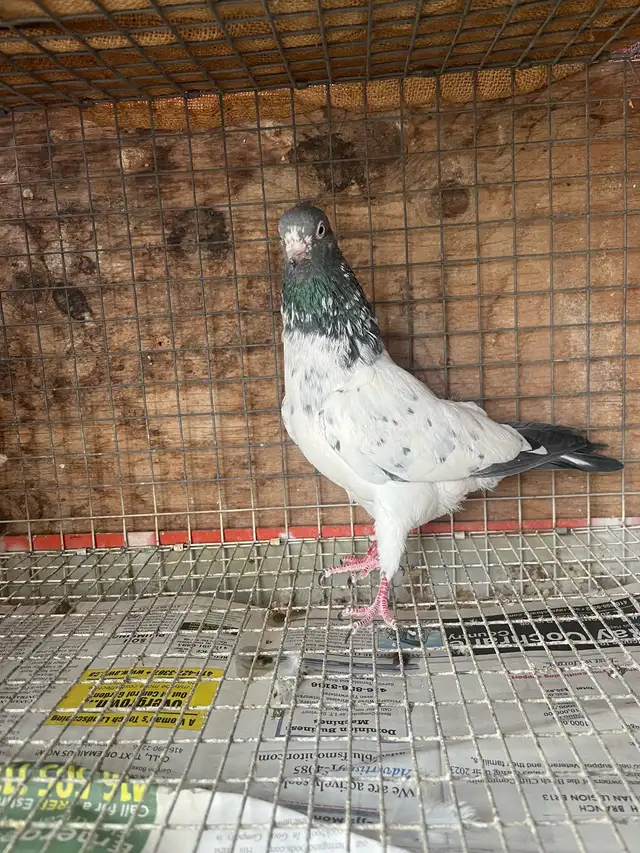 pigeon for sale - Photo 9
