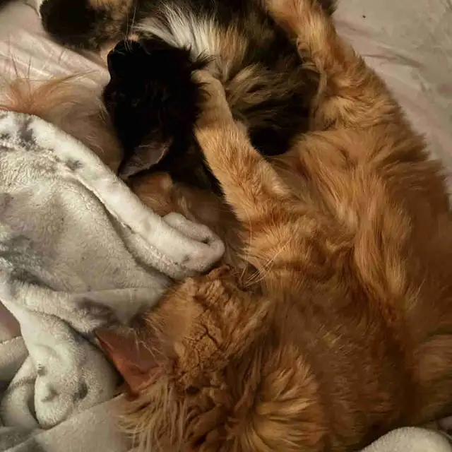 ISO 1 Bedroom for couple   cat friendly June 1st - Photo 2