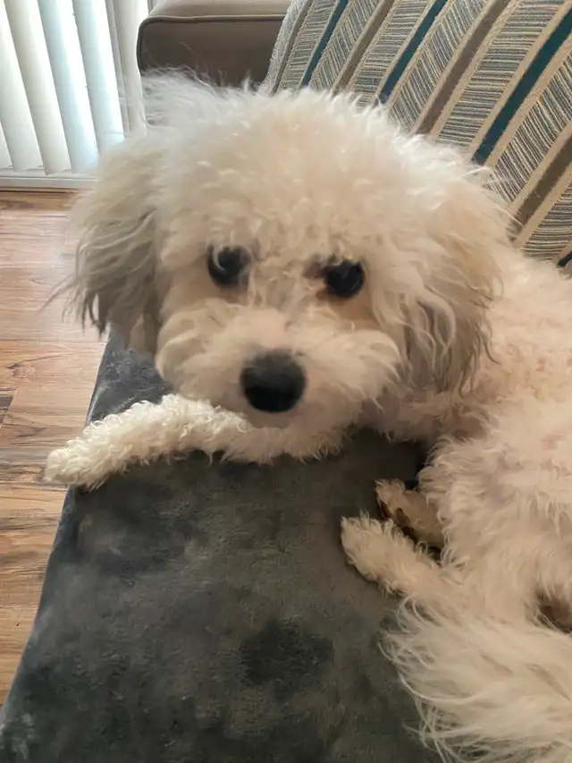 Bichon shih puppy