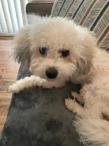 Bichon shih puppy
