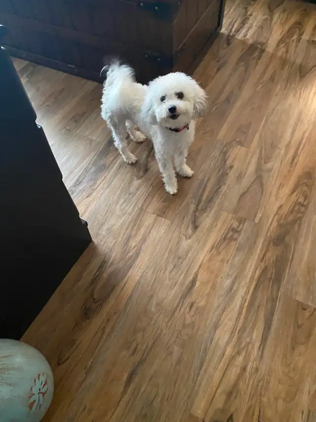 Bichon shih puppy - Photo 2