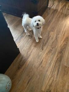 Bichon shih puppy - Photo 2