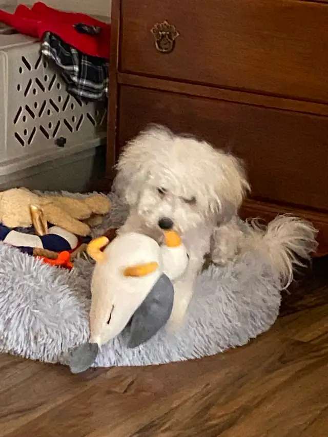 Bichon shih puppy - Photo 3