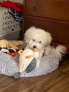 Bichon shih puppy - Photo 3