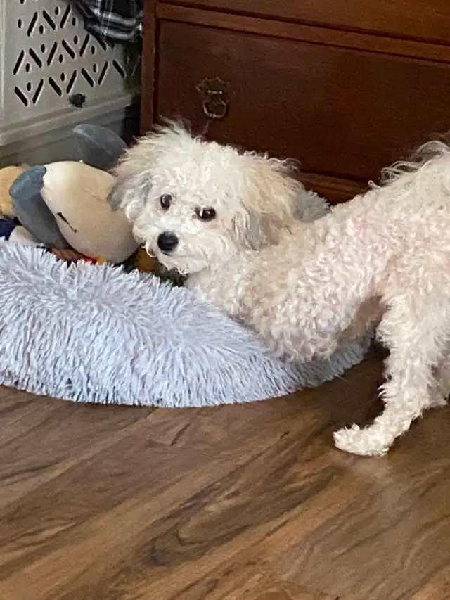 Bichon shih puppy - Photo 4