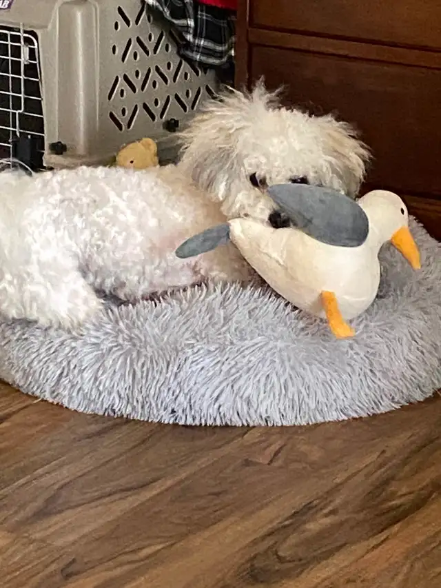 Bichon shih puppy - Photo 5