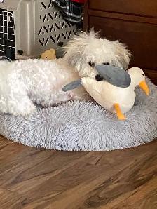 Bichon shih puppy - Photo 5