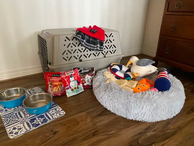 Bichon shih puppy - Photo 6