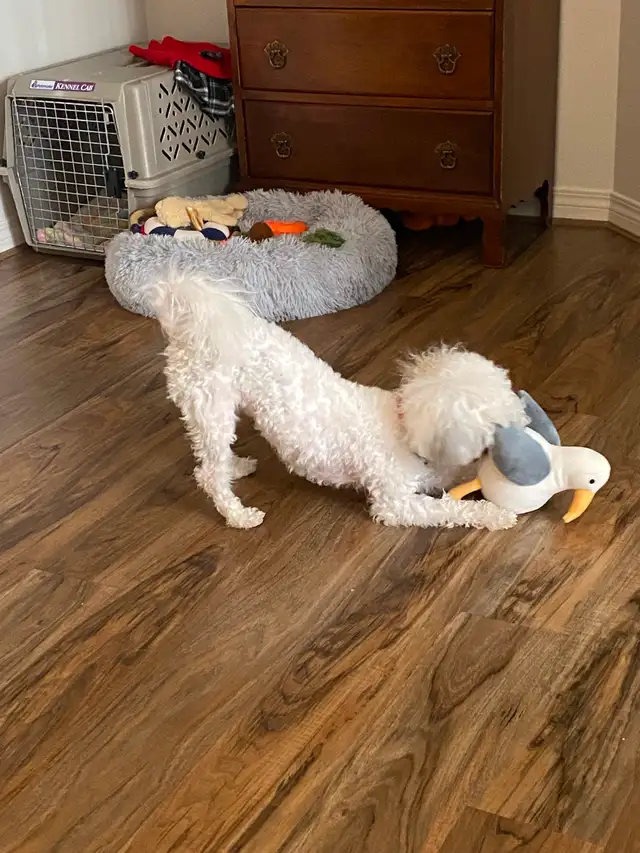 Bichon shih puppy - Photo 7