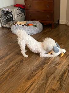 Bichon shih puppy - Photo 7