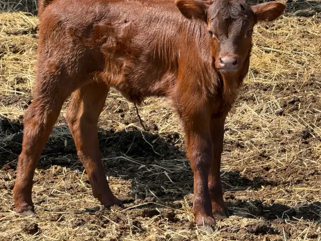 Baby Calves