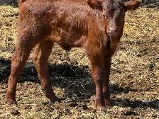 Baby Calves